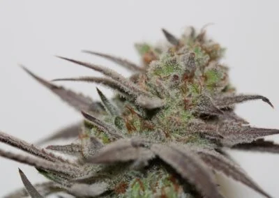 TRICHOME_BROS_CHERNOBYL_S1_FLOWER_1