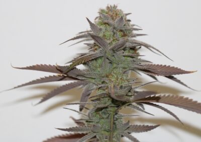 TRICHOME_BROS_CHERNOBYL_S1_FLOWER_2