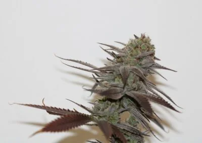 TRICHOME_BROS_CHERNOBYL_S1_FLOWER_3