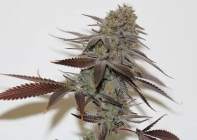 TRICHOME_BROS_CHERNOBYL_S1_FLOWER_4