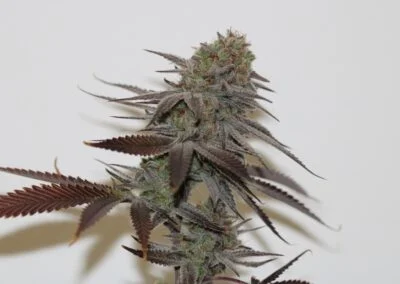 TRICHOME_BROS_CHERNOBYL_S1_FLOWER_5