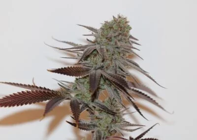 TRICHOME_BROS_CHERNOBYL_S1_FLOWER_6