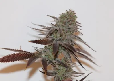 TRICHOME_BROS_CHERNOBYL_S1_FLOWER_7