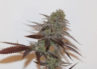 TRICHOME_BROS_CHERNOBYL_S1_FLOWER_8