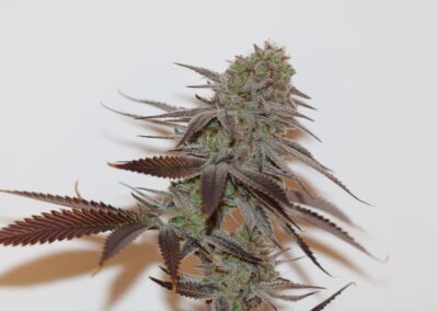 TRICHOME_BROS_CHERNOBYL_S1_FLOWER_9