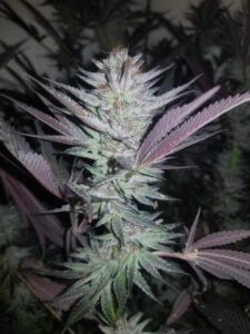 TRICHOME_BROS_SOUR_STRAWBERRY_PIE_CHERNOBYL_6