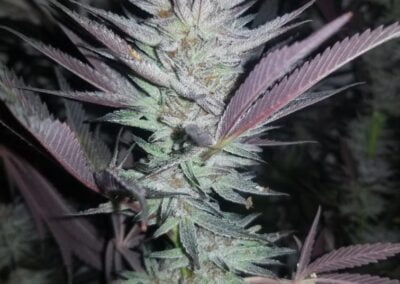 TRICHOME_BROS_SOUR_STRAWBERRY_PIE_CHERNOBYL_6