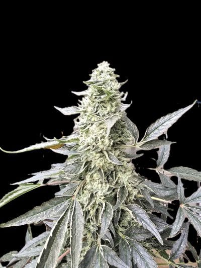 TRICHOME_BROS_ANNAPURNA_FLOWER_7_BLACK_BACKGROUND
