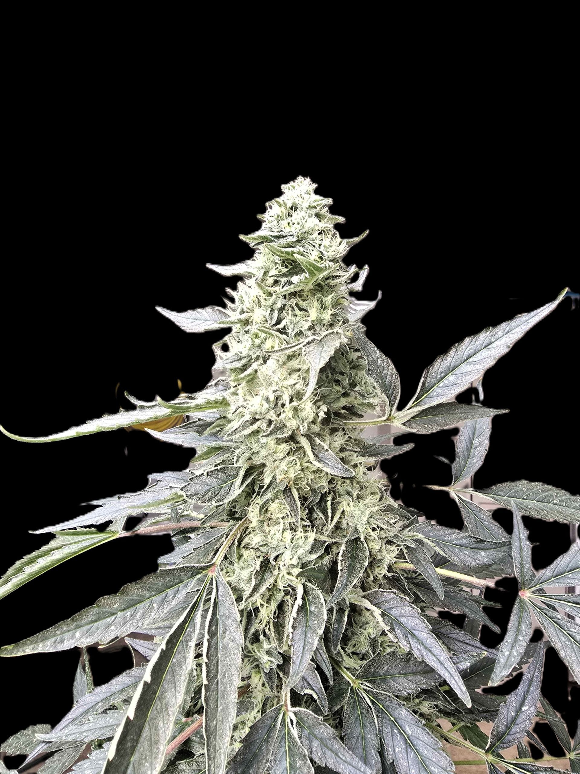 TRICHOME_BROS_ANNAPURNA_FLOWER_7_BLACK_BACKGROUND