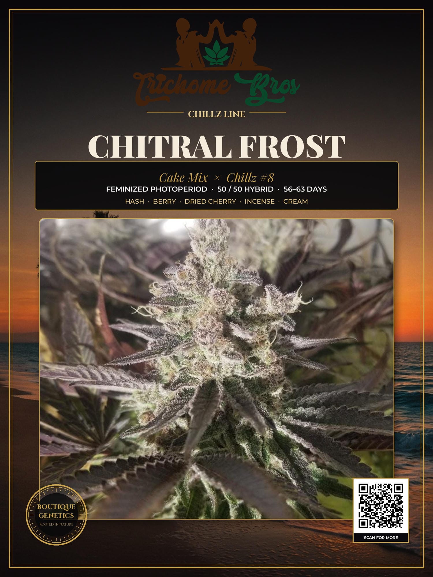 TRICHOME_BROS_CHITRAL_FROST_FLYER_1