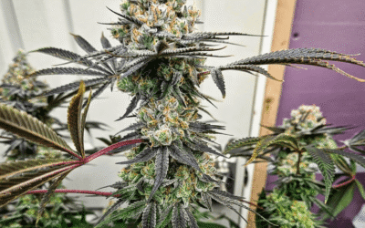 Trichome Bros Apple Radiation