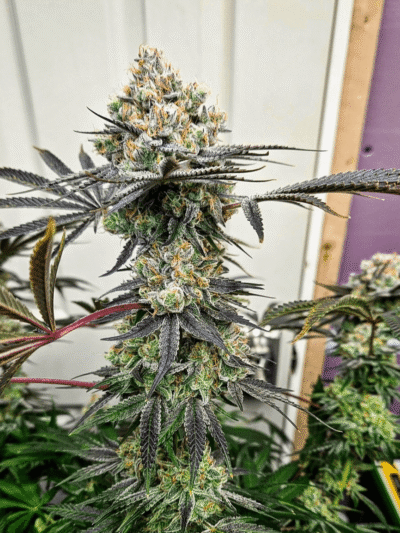 Trichome Bros Apple Radiation