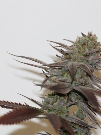 Trichome Bros Chernobyl S1