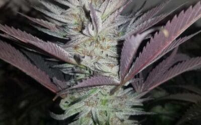 Trichome Bros Four Peaks