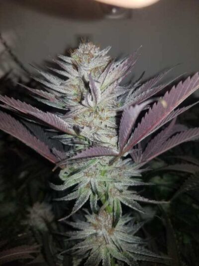 Trichome Bros Four Peaks