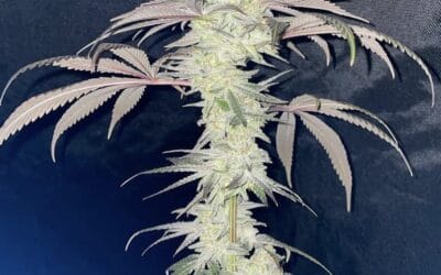 Trichome Bros Nuclear Soap