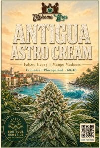 TRICHOME_BROS_ANTIQUA_ASTRO_CREAM_FLYER_1