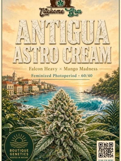 TRICHOME_BROS_ANTIQUA_ASTRO_CREAM_FLYER_1