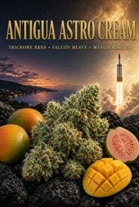 TRICHOME_BROS_ANTIQUA_ASTRO_CREAM_FLYER_1