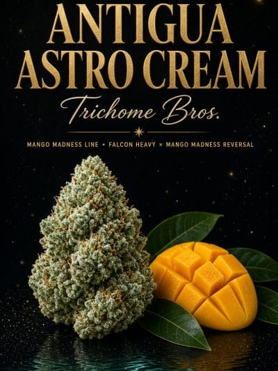 TRICHOME_BROS_ANTIQUA_ASTRO_CREAM_FLYER_2