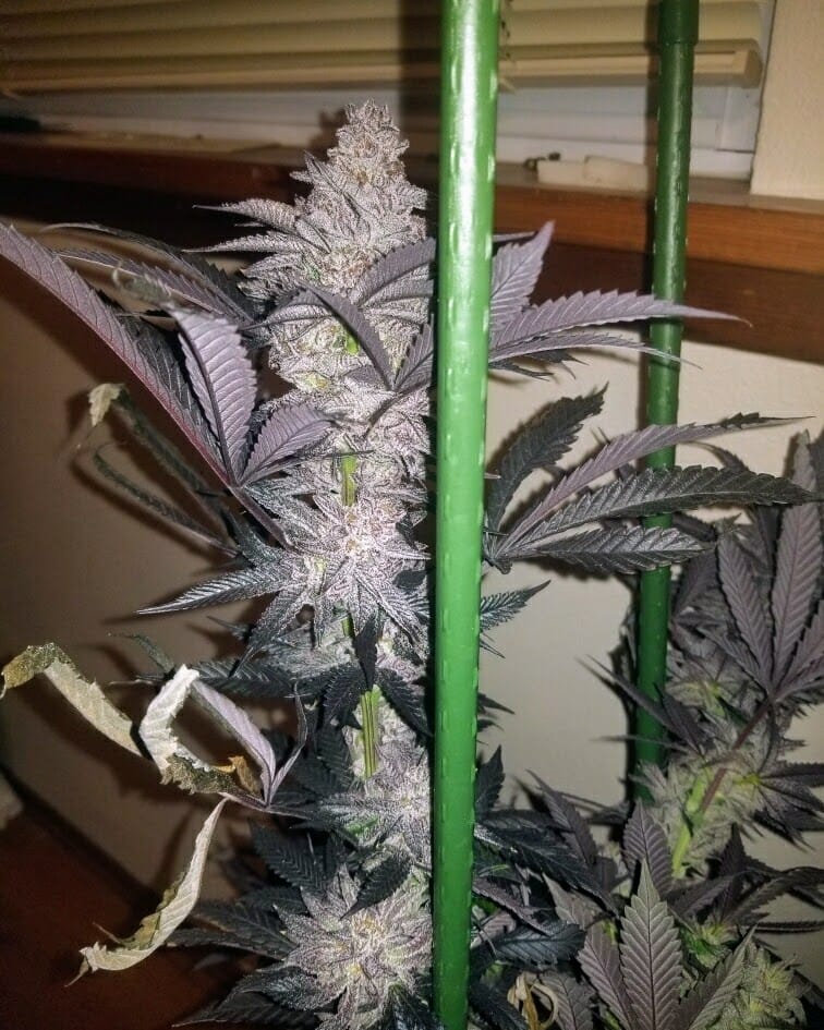 TRICHOME_BROS_ASMODEUS_CREAM_FLOWER_1