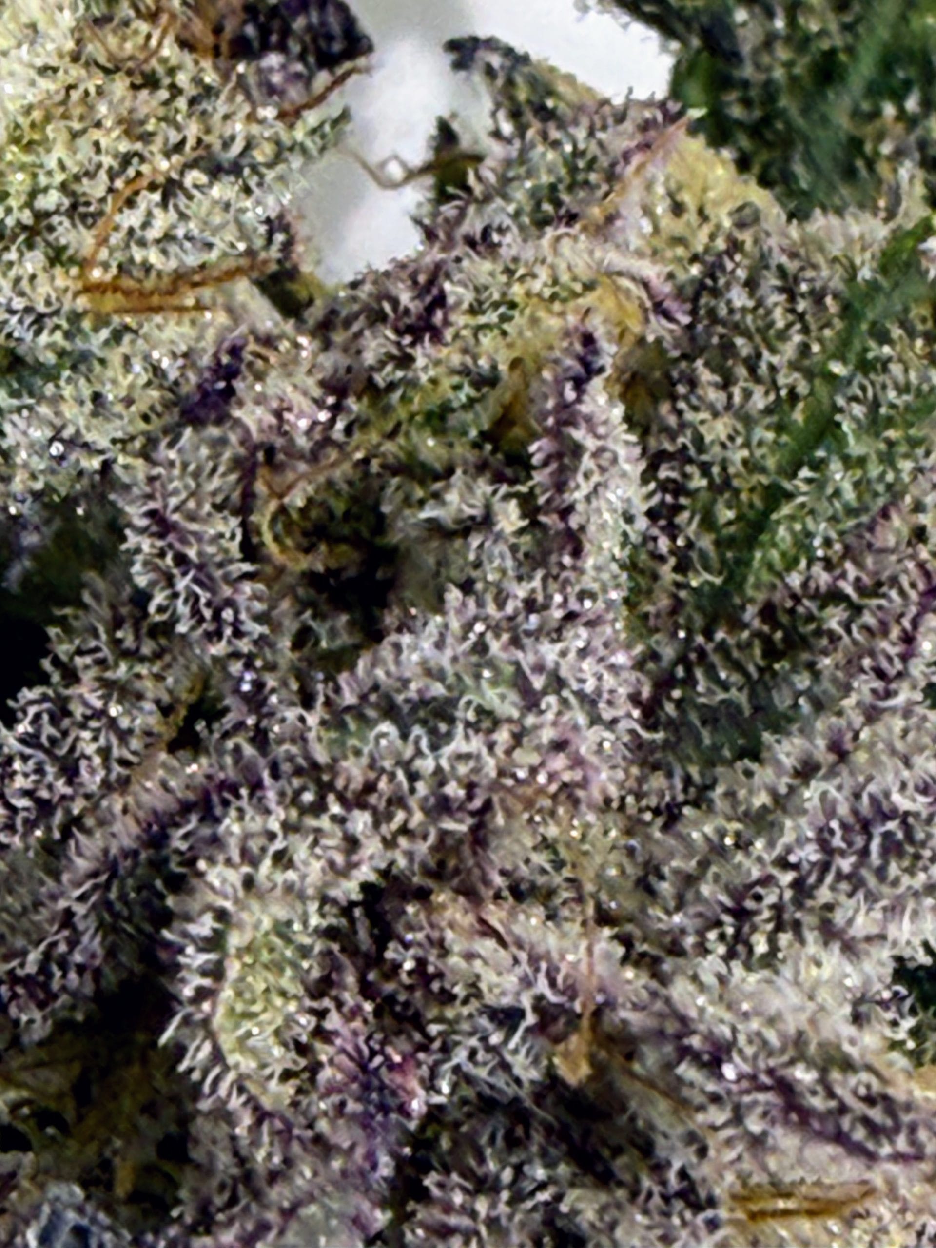 TRICHOME_BROS_ASMODEUS_CREAM_FLOWER_10