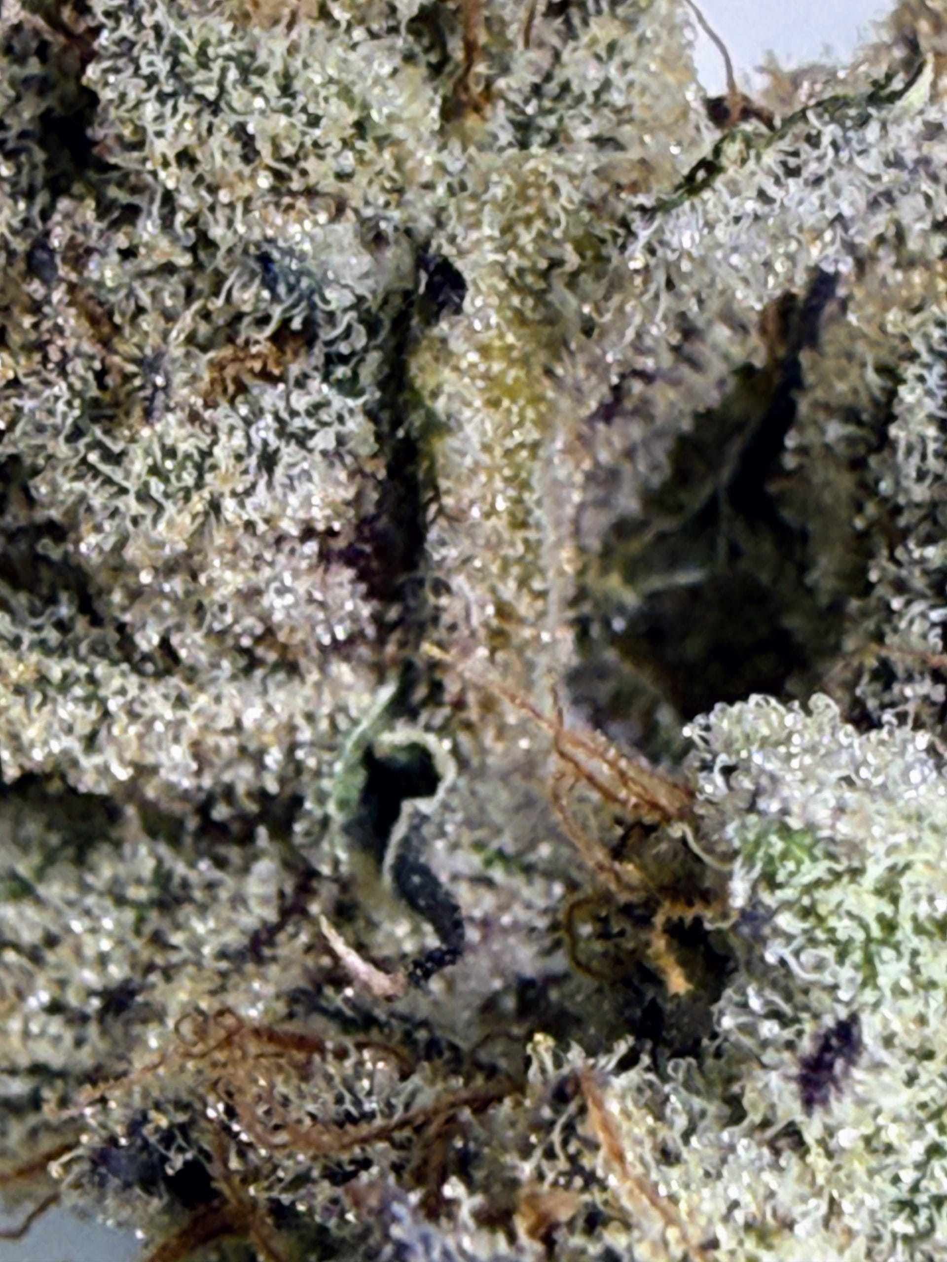 Asmodeus Cream - Image 11
