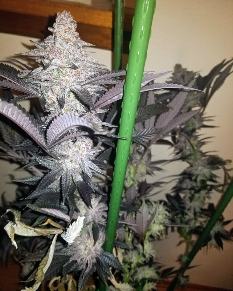 TRICHOME_BROS_ASMODEUS_CREAM_FLOWER_2