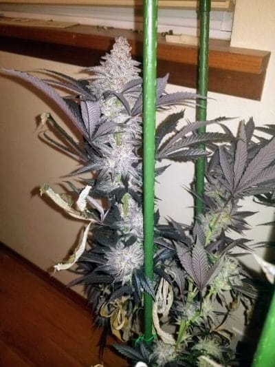 TRICHOME_BROS_ASMODEUS_CREAM_FLOWER_3