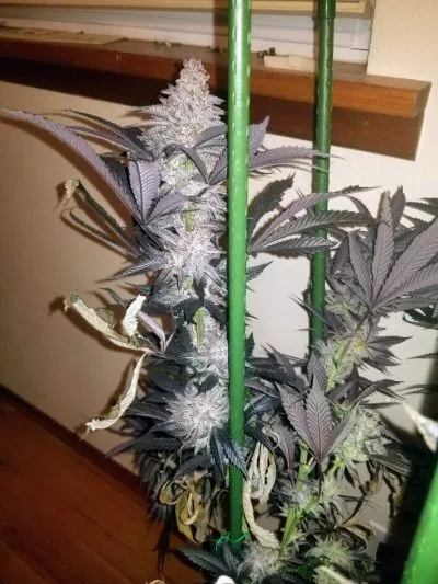 TRICHOME_BROS_ASMODEUS_CREAM_FLOWER_3