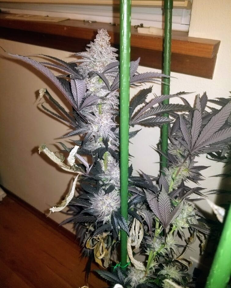 TRICHOME_BROS_ASMODEUS_CREAM_FLOWER_3