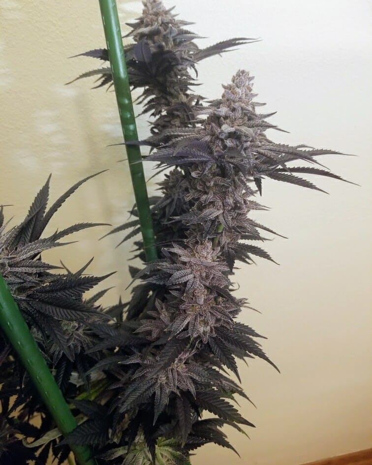TRICHOME_BROS_ASMODEUS_CREAM_FLOWER_4