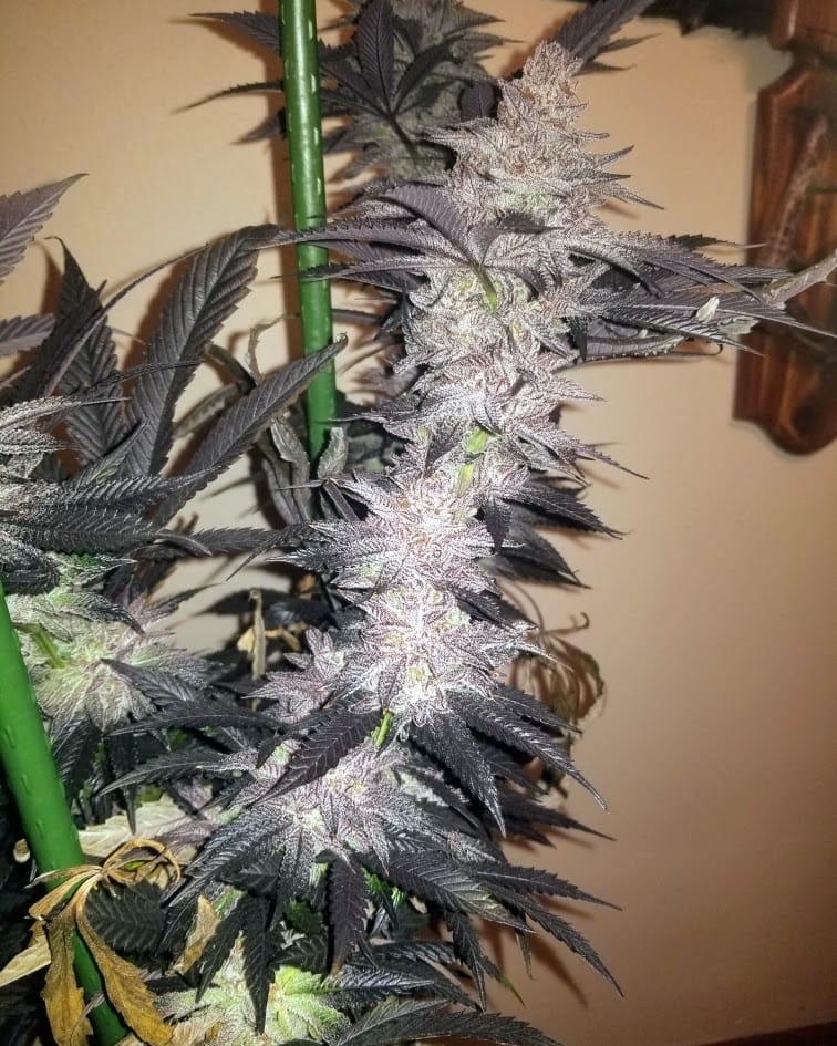 TRICHOME_BROS_ASMODEUS_CREAM_FLOWER_5