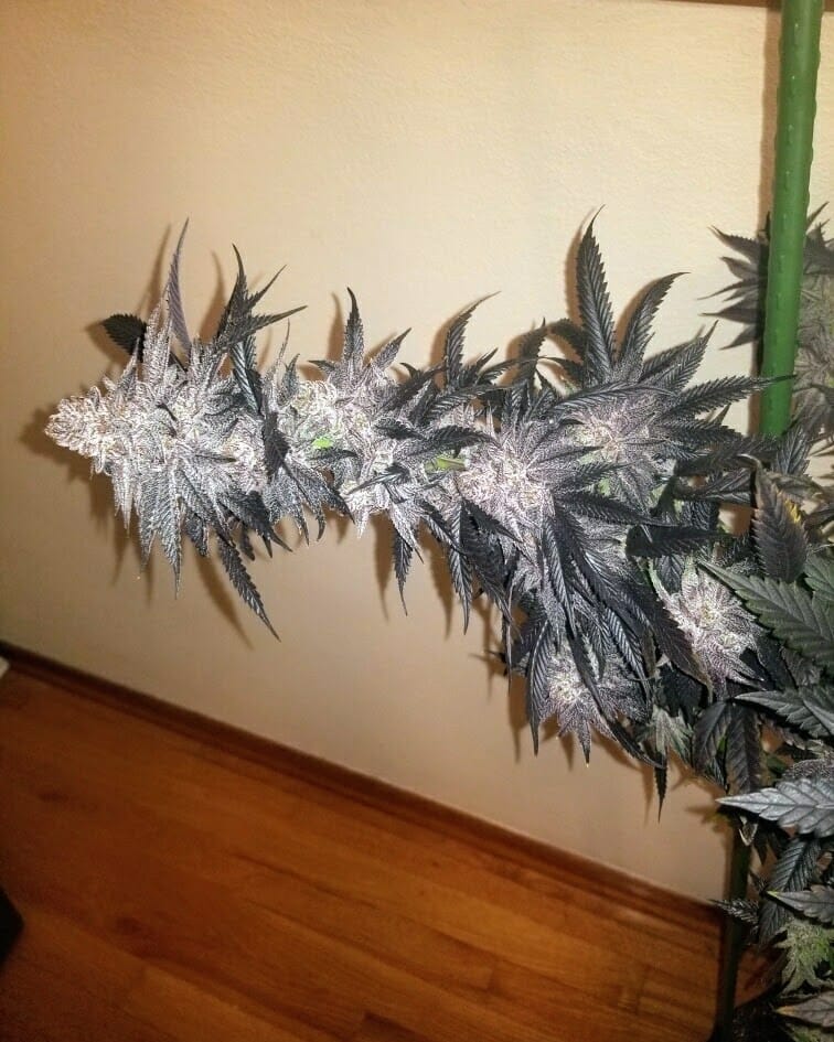 TRICHOME_BROS_ASMODEUS_CREAM_FLOWER_6