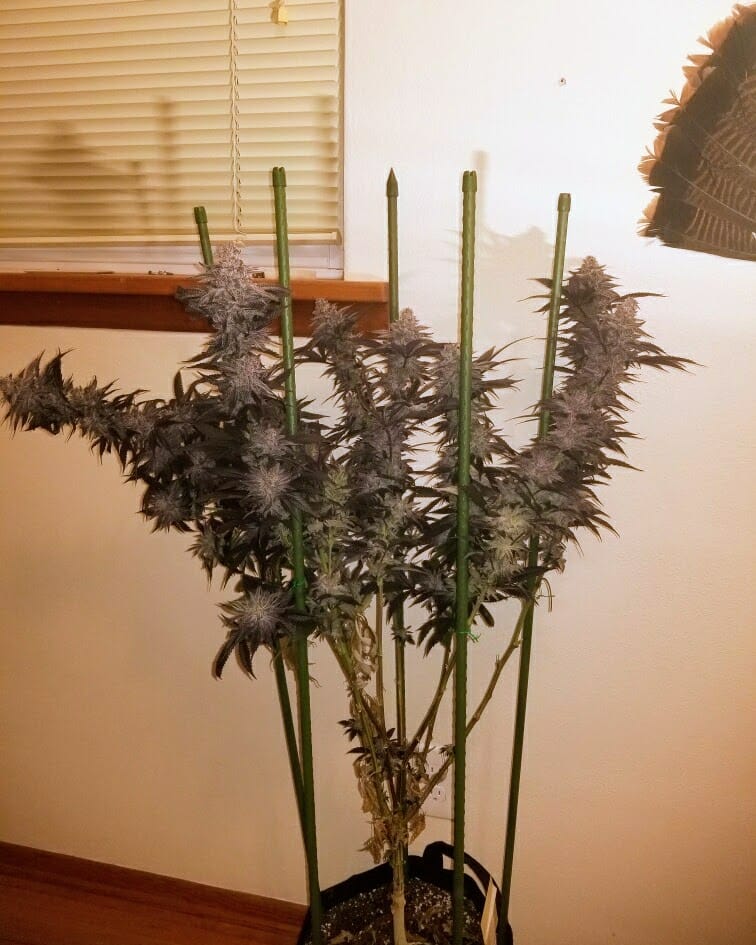 TRICHOME_BROS_ASMODEUS_CREAM_FLOWER_7