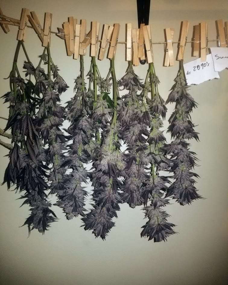 TRICHOME_BROS_ASMODEUS_CREAM_FLOWER_8