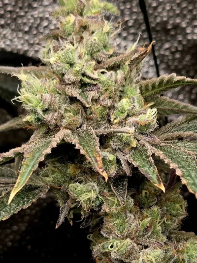 TRICHOME_BROS_BORA_BORA_SHERBERT_FLOWER_1