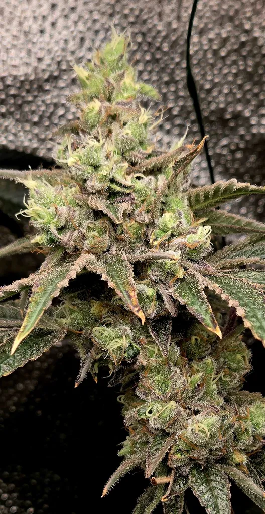 Bora Bora Sherbet cannabis strain by Trichome Bros