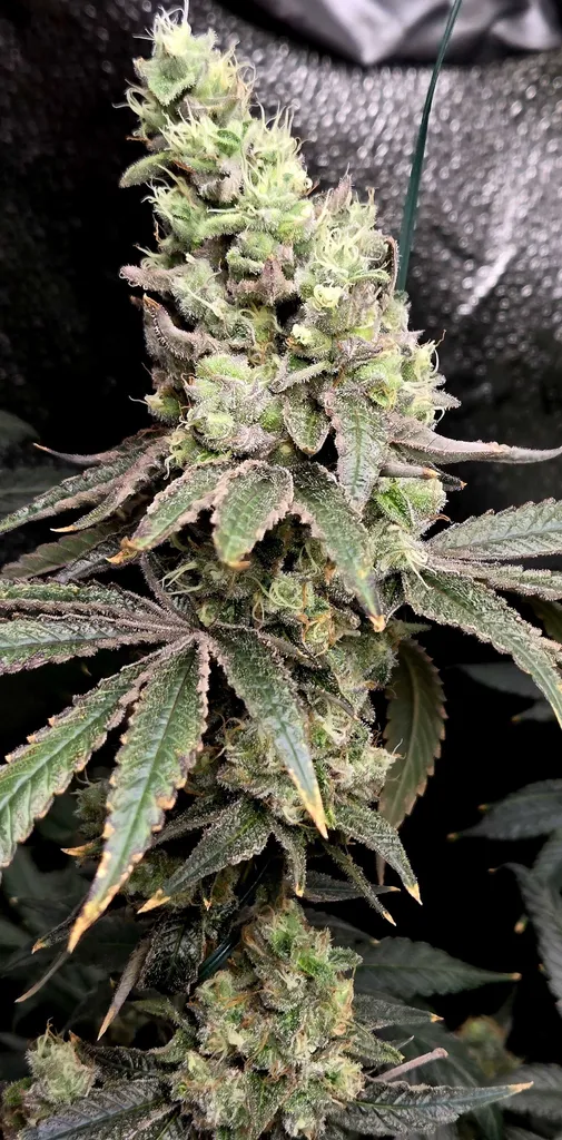 TRICHOME_BROS_BORA_BORA_SHERBERT_FLOWER_2