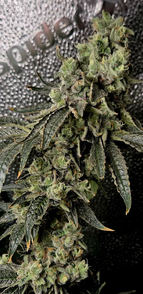 TRICHOME_BROS_BORA_BORA_SHERBERT_FLOWER_3