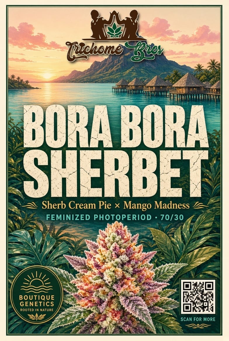 TRICHOME_BROS_BORA_BORA_SHERBET_FLYER_1