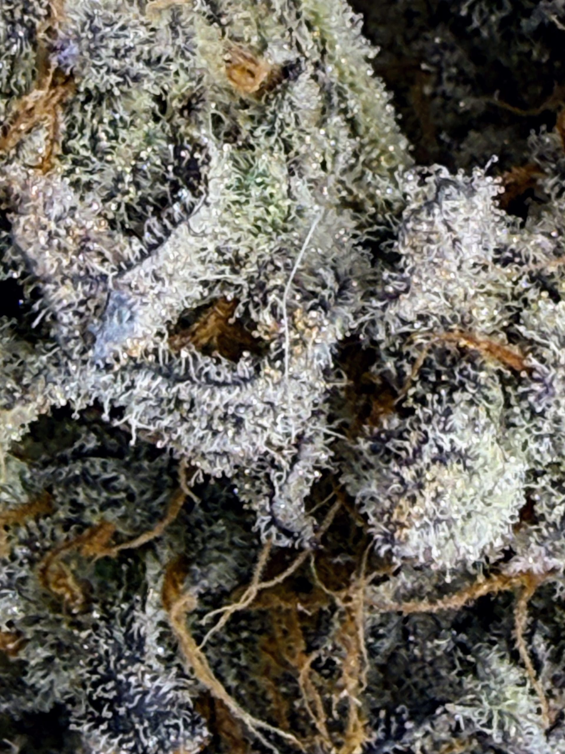 TRICHOME_BROS_CHIMERA_CHEW_FLOWER_3