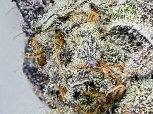 TRICHOME_BROS_CHIMERA_CHEW_FLOWER_4