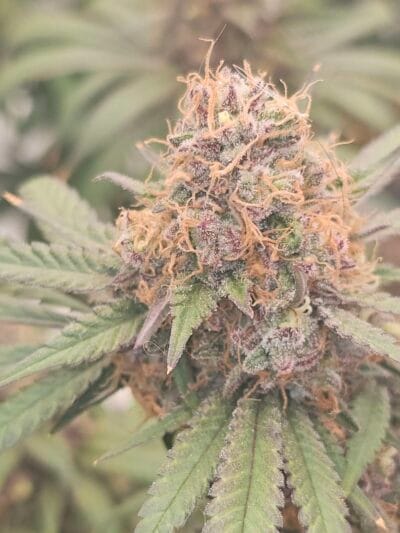 Trichome Bros Fiji Sunset Frost