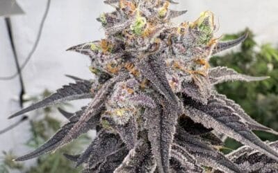 Trichome Bros Tahiti Purple Donut