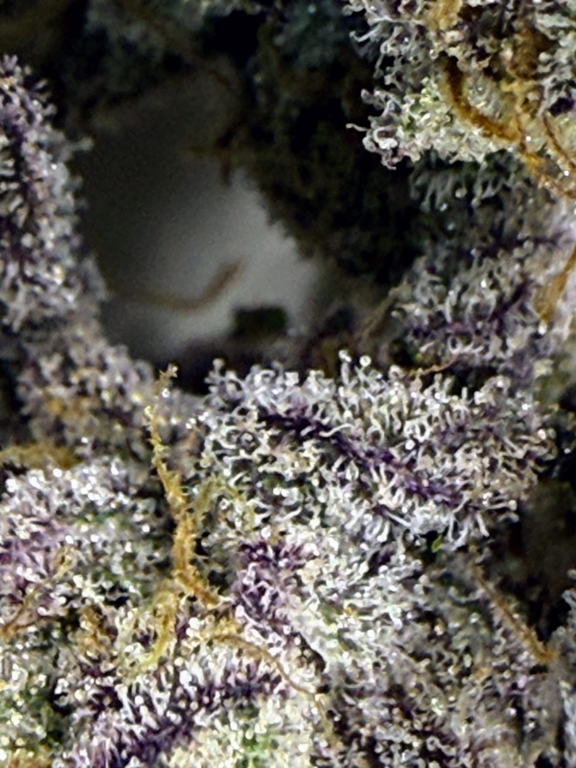 TRICHOME_BROS_DEVILS_BERRY_GAS_FLOWER_3