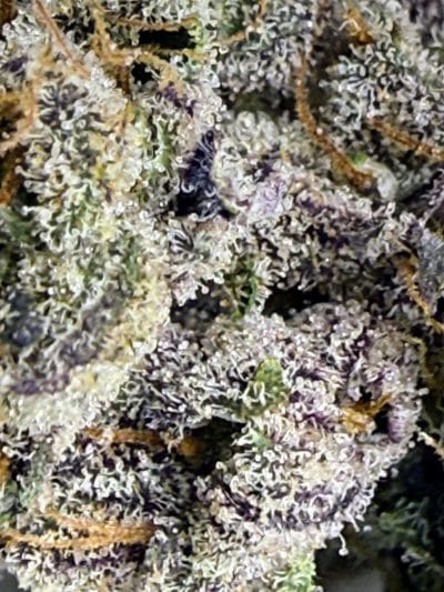 TRICHOME_BROS_DEVILS_BERRY_GAS_FLOWER_4