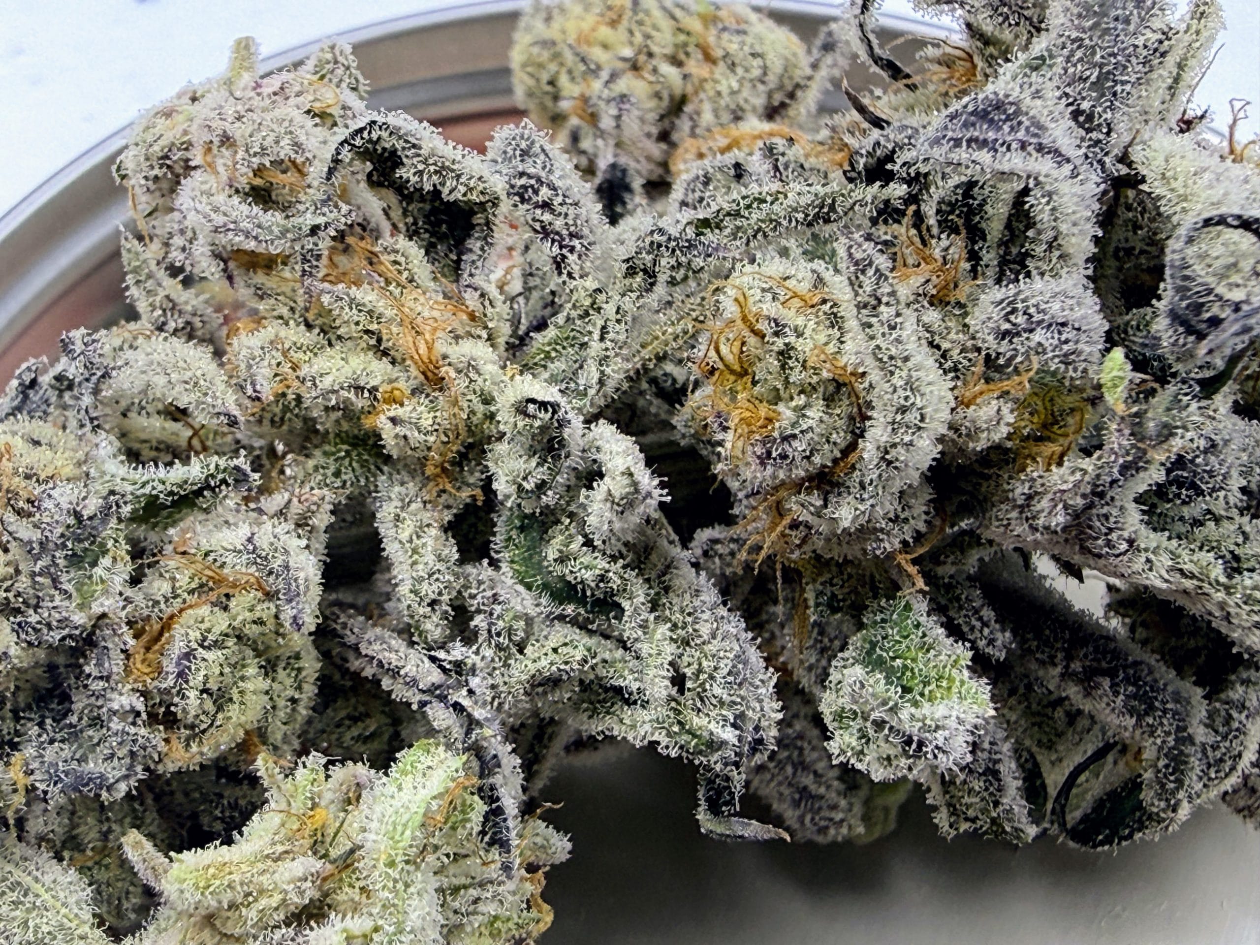 TRICHOME_BROS_DEVILS_CANDY_S1_FLOWER_2