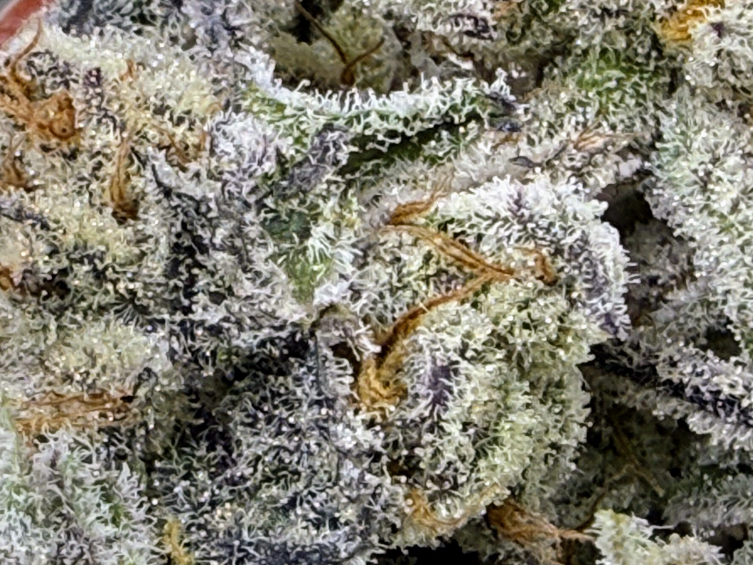 TRICHOME_BROS_DEVILS_CANDY_S1_FLOWER_3