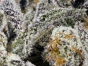 TRICHOME_BROS_DEVILS_CANDY_S1_FLOWER_4